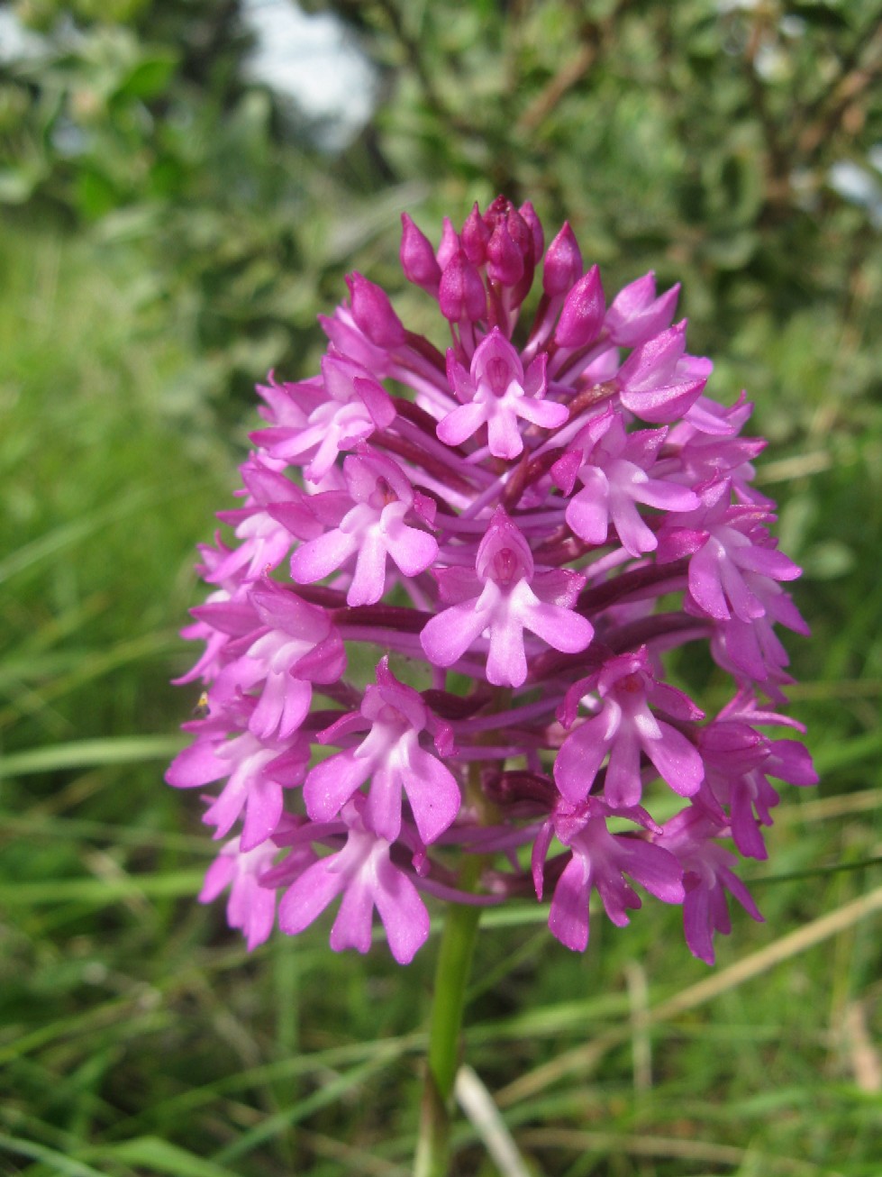 Orchidee della Liguria occidentale